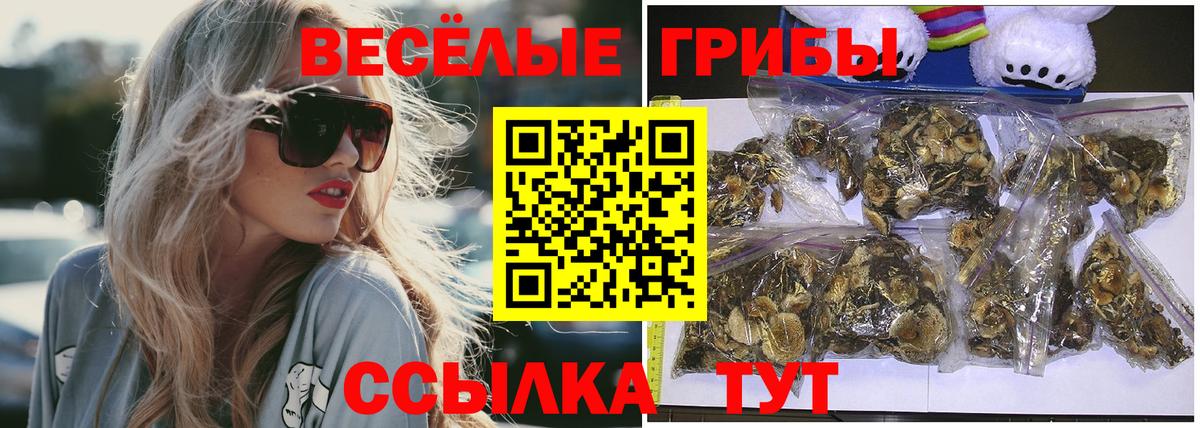 Черногорск  Псилоцибиновые грибы Magic Shrooms  Вход с VPN  Псилоцибиновые грибы Psilocybe 